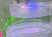 Guppies for Sale