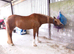 14.1hh welsh d mare