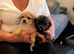 Poochi babies rare chihuahua x toy poodle puppies
