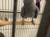 Tame and talkative African grey