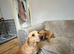 Fox red lab boy available to leave now