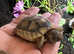 Marginated tortoise 2025 hatchlings for sale