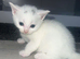 5 gorgeous kittens looking for there forever homes ️