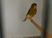 Herz roller green canary cock