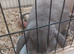 Mini lop blue 4 mouth old