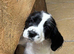 Beautiful striking Traditional English Springer Spaniel Puppies