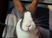 Brown&white female Dutch rabbit