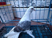 Polish Helmet Pigeons for Sale