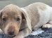 Piebald blue eyed boy