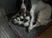 English springer spaniels
