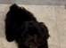Fully DNA Health Tested F1 Maltipoo Puppies