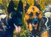 Belgian Shepard puppies