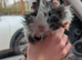 Peruvian guinea pigs bonded male pair