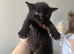 5 Gorgeous Kittens~Ready to reserve