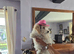 Poochon puppys