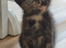 8 weeks old tortoiseshell kitten looking for new family