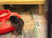 Ayam cermani chicks due on the 7th June