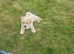 Gorgeous maltipoo