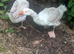 2 female embden geese,  egg laying. Swansea