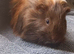 Male Guinea Pig for sale