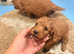 Beautiful Cockerpoo boys