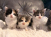 Maine coon x ragdoll x fluffy longhaired kittens