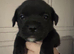 Lab mum frug dad ( French's x pug )