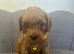 Health Tested Cavapoo Pups