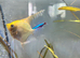 3 angel fish juvenile for sale