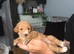 Cockapoo puppy’s