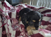 Last 1 available Jack Russell X Chihuahua pups