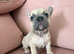 Stunning French Bulldogs