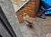 Cream legbar hens