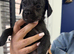 French bulldog x cockapoo