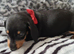 Mini Dachshund