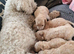 Beautiful F1 Poochon puppies