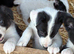 Pure border collies ready now
