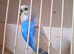 Budgie males