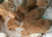 Ginger and white fluffy boy