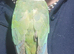 Hand reared conures