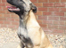 Beautiful Belgium malinois Girl