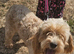 2 years old cockerpoo jess