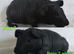Beautiful skinny pig baby boars