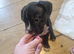 Frenchbully