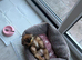 Shih Tzu girl for sale