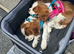 King Charles cavalier