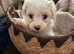 Beautiful Cavachon Puppies Looking for Their Forever Loving Homes ️