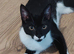 Felix 1 year old male cat