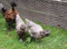 Frizzle x Silkie bantam pullets