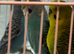 Young Budgies Splits of BFBW